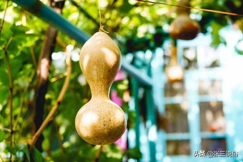 金线吊葫芦种植技术揭秘：如何打造高产高效的新兴作物？