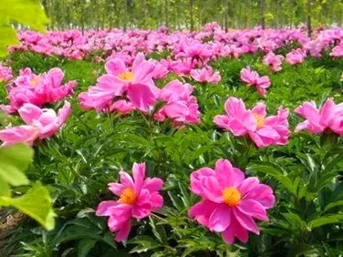 《白芍种植：揭秘中药材的绿色黄金之路》