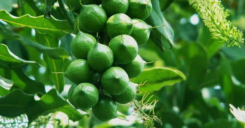 揭秘澳洲坚果种植秘籍：技术革新引领绿色未来