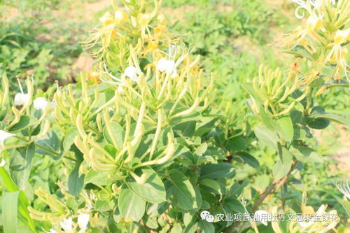 《金银花的栽培艺术：如何培育出优质金银花》