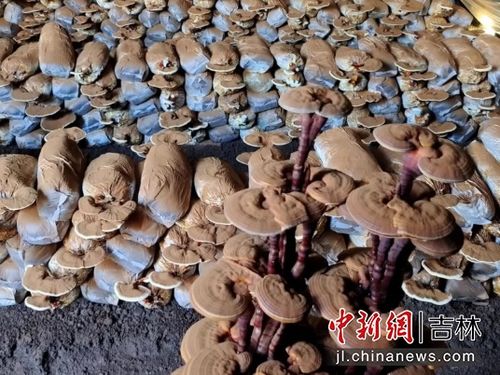 揭秘灵芝种植：自然之宝的培育秘籍
