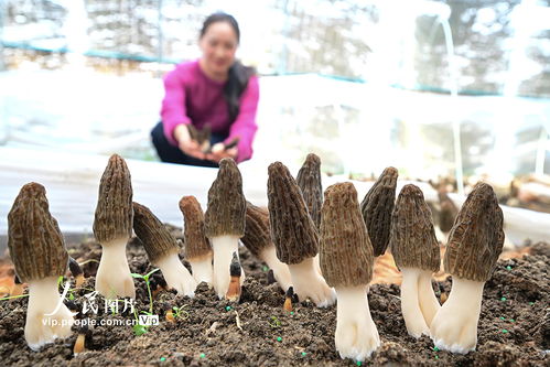 羊肚菌技术种植：揭秘“菌中之王”的丰收奥秘