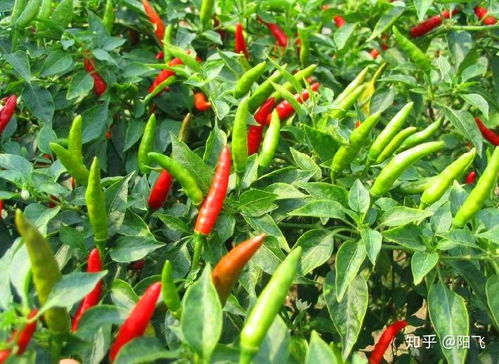 辣椒高产种植技术揭秘：如何实现亩产千斤？
