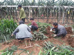 《揭秘露天种植火龙果：技术与市场前景分析》