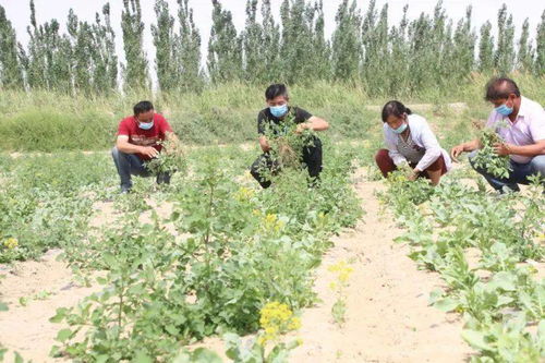 《板蓝根种植新篇章：揭秘高效种植技术与丰产秘诀》
