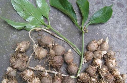 《九头芋种植技术揭秘：如何提高产量与品质？》