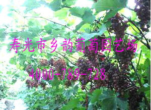 《葡萄苗木种植技术：揭秘高效产量的秘密武器》