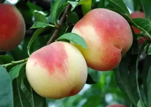 《龙山红蜜桃种植攻略：揭秘高效栽培秘诀》
