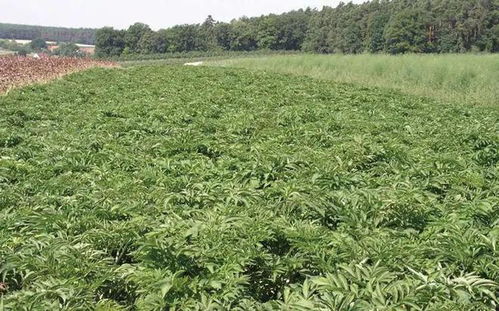 《白芷种植攻略：揭秘高效种植技术，助您一跃成为致富能手！》