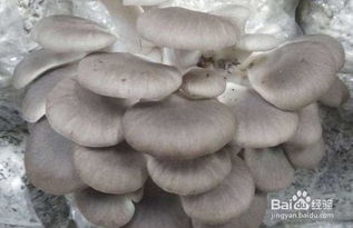 揭秘平菇种植奥秘：如何在家轻松实现高产？