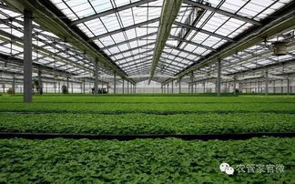 揭秘蔬菜温室大棚种植技术：如何实现高产高效？