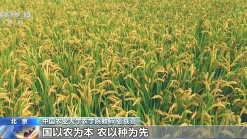 中草种植技术揭秘：如何打造高效生态农业？（长尾词：中草药种植、生态农业、中草药种植技术、中草药种植效益、中草药种植前景）