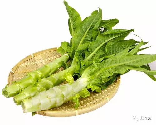 《莴笋种植季：掌握最佳种植时间与技术，让丰收不再是难题》