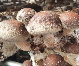 揭秘蘑菇种植：如何打造高效生态农业新亮点？