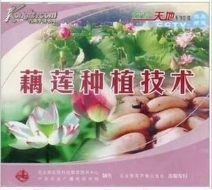 《莲藕种植与施肥技巧：揭秘高效莲藕生产之道》
