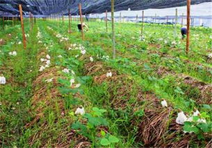 《揭秘竹荪菌种植：新手必看的技术视频指南》