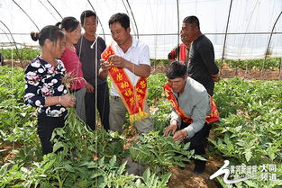 大棚西红柿种植技术解析：揭秘高效增产的秘密