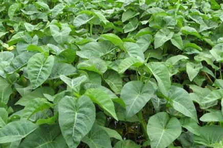 《无土空心菜种植技术革新：揭秘未来农业的绿色选择》