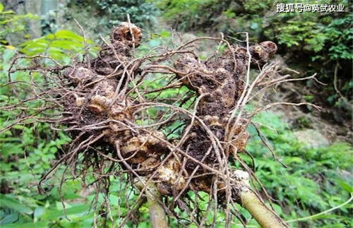 黄精种植：揭秘天然滋补植物的高效栽培与管理之道
