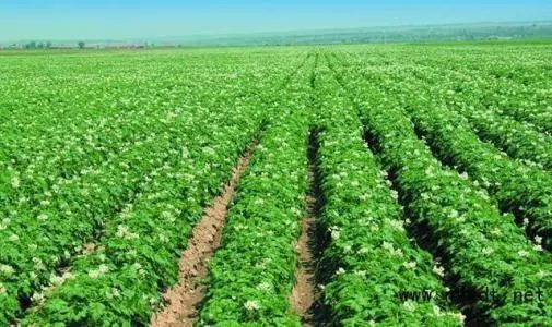 洋芋种植高产秘诀：施肥技术全解析