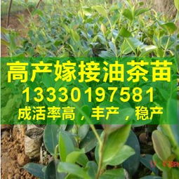 油茶种植，如何战胜病虫害的挑战？