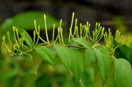 揭秘金银花种植奥秘：土壤选择与栽培技术全解析