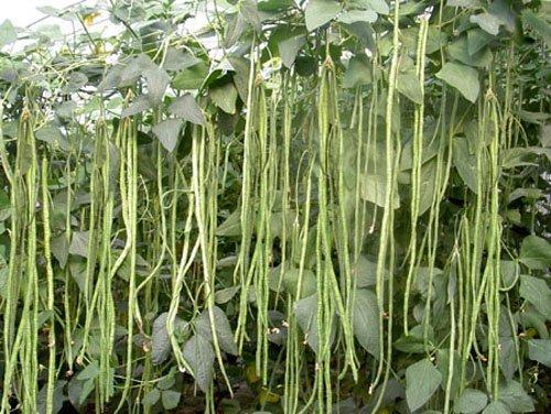 豇豆种植攻略：揭秘高效种植技巧，让丰收不再是难题！