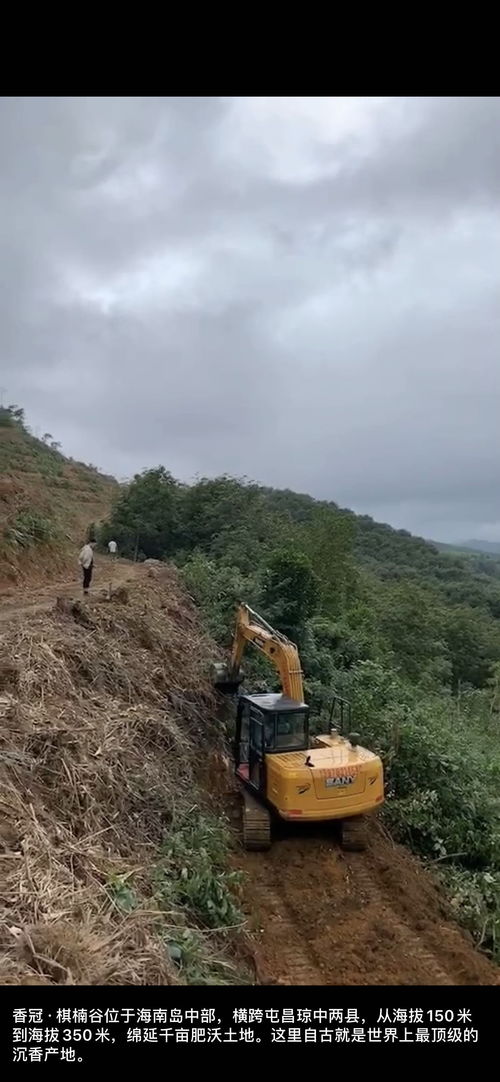 揭秘奇楠沉香树种植技术：培育珍稀之树的奥秘