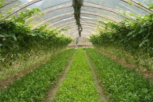 蔬菜种植技术大全集：揭秘高效农业的秘密武器