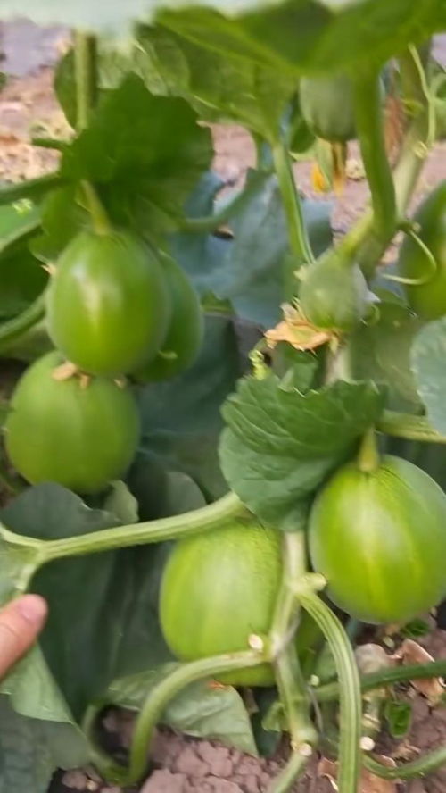 《揭秘甜瓜种植奥秘：一场农业技术视频的视听盛宴》