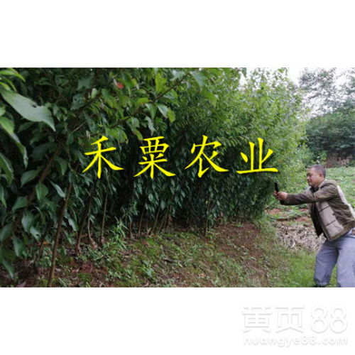 前卫红李子树种植技术揭秘：如何培育出高品质果实？