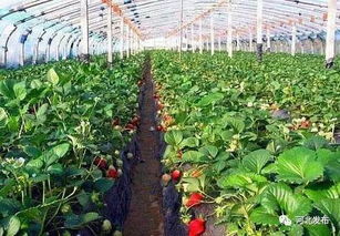 《大棚蔬菜种植技术：揭秘高效农业的未来之路》