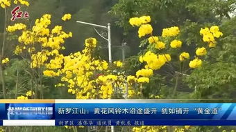黄花风铃木种植攻略：如何打造您的“梦幻花园”