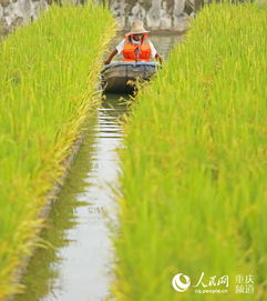 《水面种植空心菜：绿色农业的新趋势，你准备好了吗？》