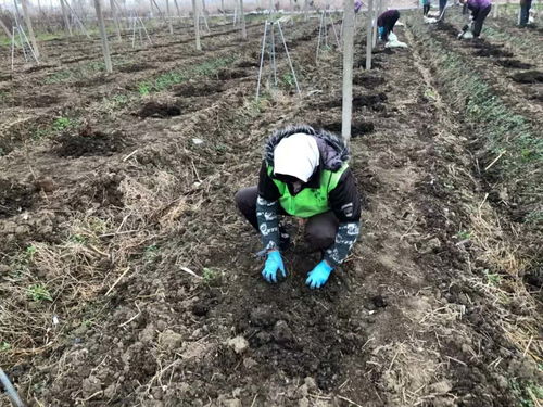 菜籽种植技术革新，如何提升产量与品质？