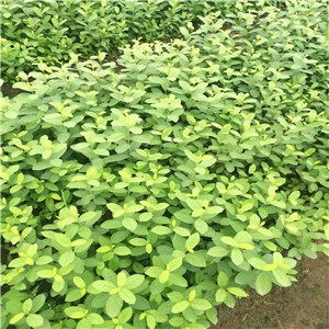 钙果苗种植：揭秘高效益的新兴农业产业