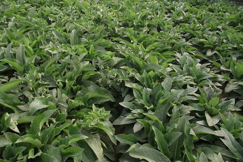 将军菊苣牧草种植技术解析：高效益的秘密武器？