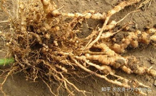 揭秘鸡头参种植奥秘：如何培育出高品质的“山参之王”