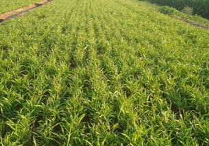 《揭秘半夏种植：技术与成本分析指南》