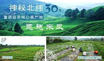 《揭秘藤茶种植奥秘：带你走进绿色财富的绿色革命》