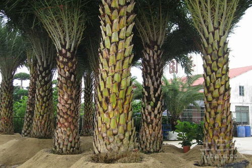 《揭秘中东海枣种植奥秘：如何培育出优质果实？》