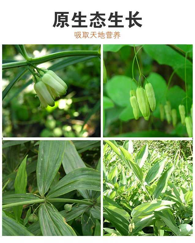 黄精种植：绿色农业的“黄金”机遇，你准备好了吗？
