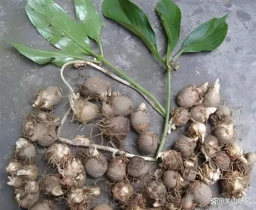 揭秘半夏种植奥秘：技术与管理策略全解析