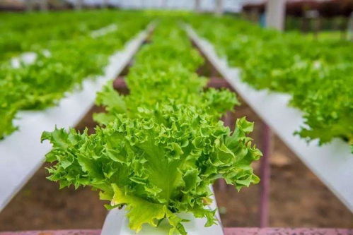 夏季生菜种植攻略：如何打造丰收的绿色田园？