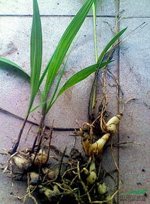 白芨种植技术揭秘：高效益的秘诀，你掌握了吗？