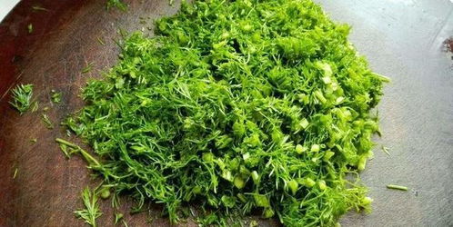 《茴香菜种植攻略：如何种出高品质的香草佳品？》