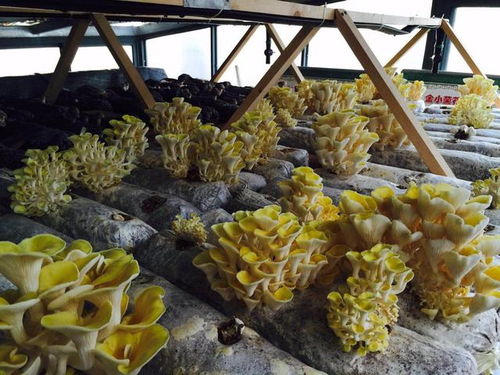 《家庭种植菌菇：开启绿色生活新方式？》