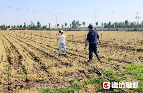 《地黄种植，滴灌技术助您实现高效益——揭秘农业现代化新路径》