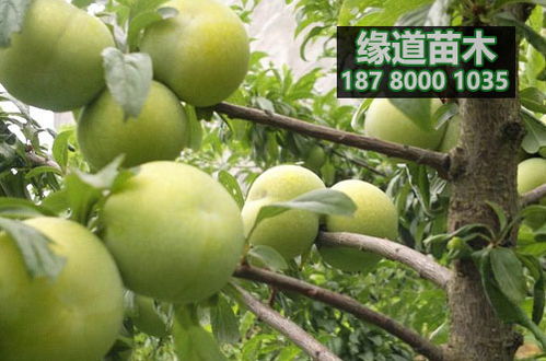 蜂糖李子树苗种植技术揭秘：如何培育出甜蜜果实？