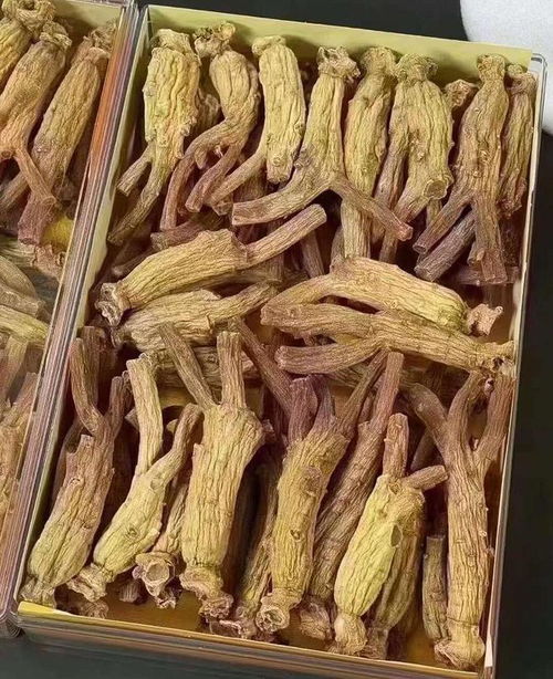 揭秘高丽参种植技术：如何培育出高品质的滋补佳品？